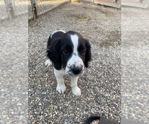 English Springer Spaniel Puppy for sale in ROLAND, IA, USA