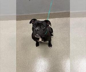 Mutt Dogs for adoption in Las Vegas, NV, USA