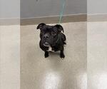 Small Mutt