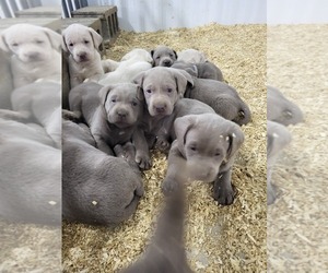 Great Dane Litter for sale in PAXTON, IL, USA