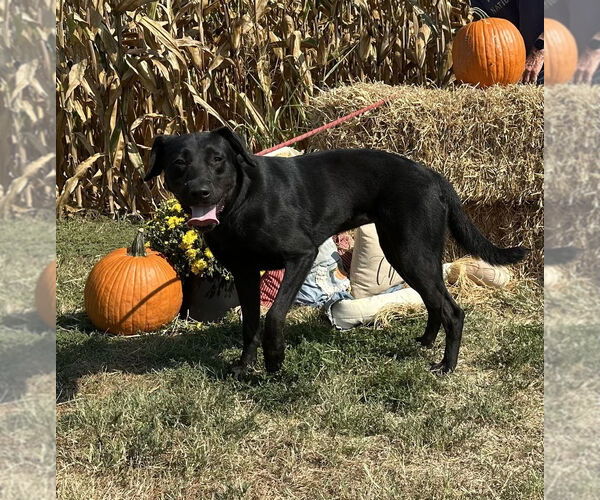 Medium Photo #5 Labrador Retriever-Unknown Mix Puppy For Sale in Evansville, IN, USA
