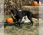 Small #4 Labrador Retriever Mix
