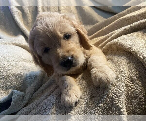 Medium Photo #5 Goldendoodle Puppy For Sale in PARKER CITY, IN, USA