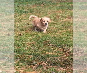 Goldendoodle Puppy for sale in FAIRFIELD, IL, USA