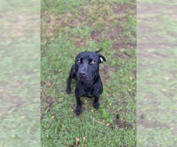 Medium Photo #2 Labrador Retriever-Unknown Mix Puppy For Sale in Conroe, TX, USA