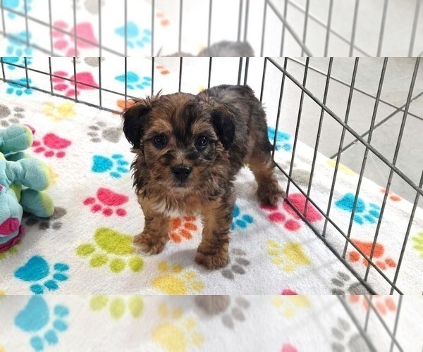 Medium Photo #5 Havapoo Puppy For Sale in ORO VALLEY, AZ, USA