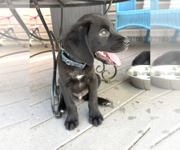 Medium Photo #4 Labrador Retriever-Unknown Mix Puppy For Sale in Rockville, MD, USA