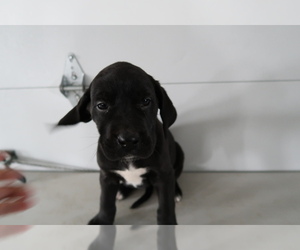Great Dane Puppy for sale in DETROIT, MI, USA