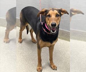 Doberman Pinscher-German Shepherd Dog Mix Dogs for adoption in Las Vegas, NV, USA