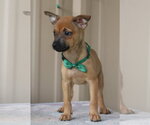 Small #2 Cairn Terrier