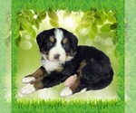 Small #2 Bernese Mountain Dog