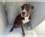 Small American Pit Bull Terrier Mix