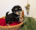 Puppy Rover Poovanese