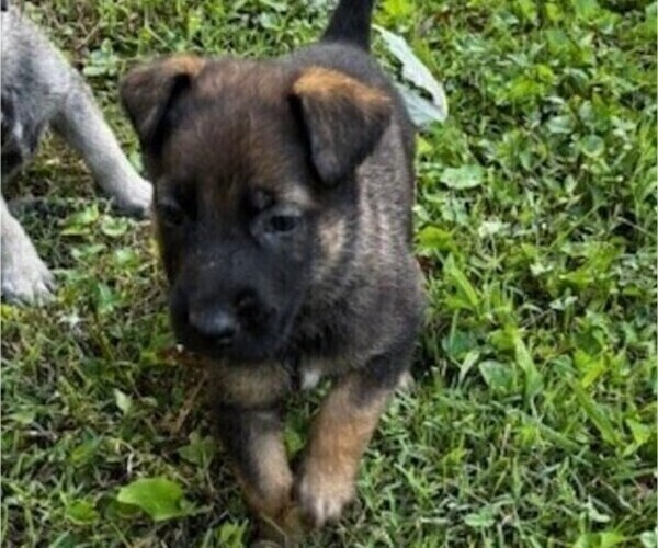 Medium Photo #10 Malinois Puppy For Sale in MADISON, TN, USA