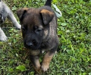 Medium Malinois