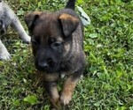 Puppy 5 Malinois