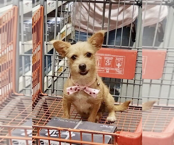 Medium Photo #4 Mutt Puppy For Sale in San Diego, CA, USA