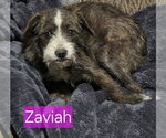 Small #6 Mutt