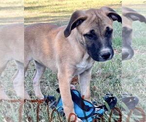 Black Mouth Cur-Unknown Mix Dogs for adoption in Okolona, MS, USA