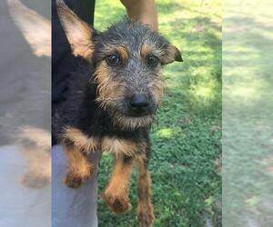 Mutt Dogs for adoption in San Antonio, TX, USA