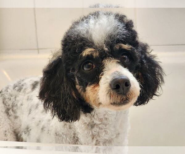 Medium Photo #9 Poodle (Miniature) Puppy For Sale in St. Louis Park, MN, USA