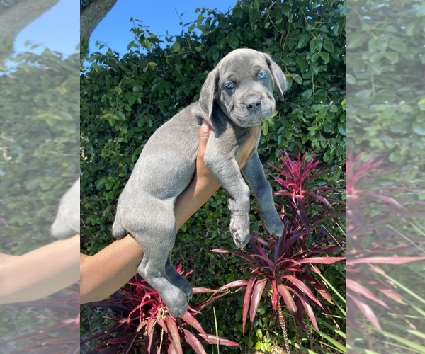 Medium Photo #1 Cane Corso Puppy For Sale in NORTHRIDGE, CA, USA