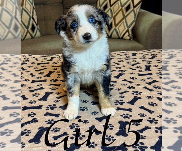 Medium Photo #1 Australian Shepherd Puppy For Sale in SALISBURY, NC, USA