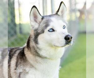 Siberian Husky Dogs for adoption in Camarillo, CA, USA