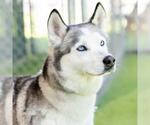 Small Siberian Husky