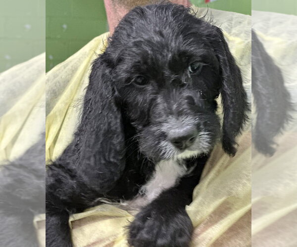 Medium Photo #1 Mutt Puppy For Sale in Elmsford, NY, USA