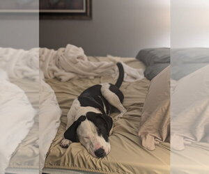 Cova - Female Mutt Dog for Adoption - Photo #2
