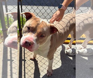 Mutt Dogs for adoption in Pompano Beach , FL, USA