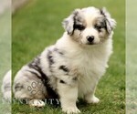 Small #2 Australian Shepherd