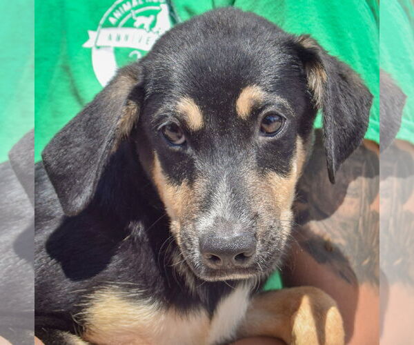 Medium Photo #2 German Shepherd Dog-Unknown Mix Puppy For Sale in Huntley, IL, USA