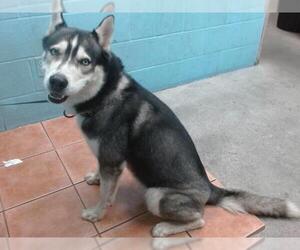 Siberian Husky Dogs for adoption in Downey, CA, USA