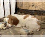 Small #2 Brittany