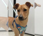 Small Whippet Mix