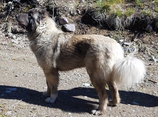Mother of the Caucasian Shepherd Dog puppies born on 03/30/2018