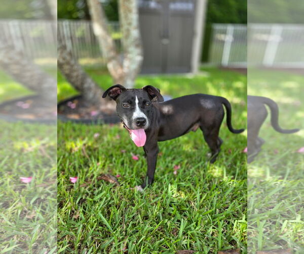 Medium Photo #2 American Pit Bull Terrier-Labrador Retriever Mix Puppy For Sale in Lighthouse Point, FL, USA