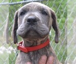 Puppy Red Great Dane