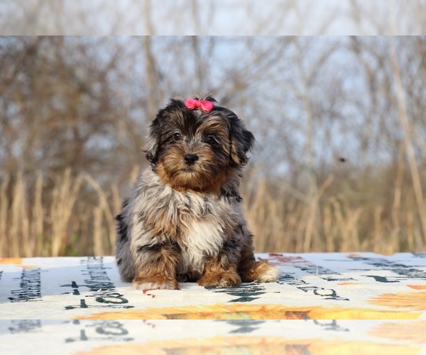 Medium Photo #5 ShihPoo Puppy For Sale in DYERSBURG, TN, USA