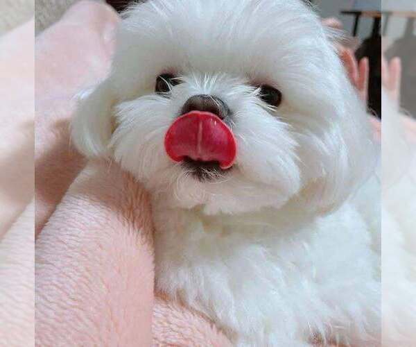 Medium Photo #1 Maltese Puppy For Sale in CLERMONT, FL, USA