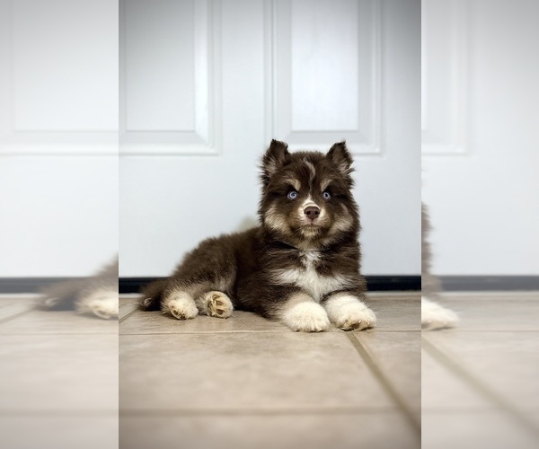 Medium Photo #3 Siberian Husky Puppy For Sale in HEMET, CA, USA