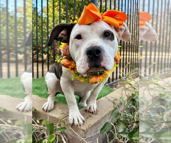 Medium Photo #1 American Staffordshire Terrier-Unknown Mix Puppy For Sale in Redlands, CA, USA