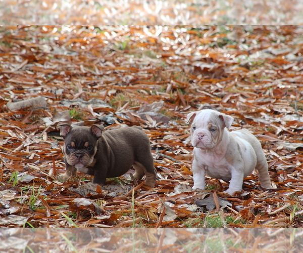 Medium Photo #9 Olde English Bulldogge Puppy For Sale in LANCASTER, SC, USA