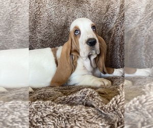 Basset Hound Puppy for sale in MENIFEE, CA, USA