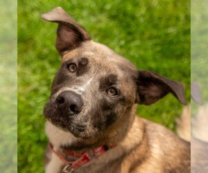 Thor - Male Black Mouth Cur-Labrador Retriever Mix Dog for Adoption - Photo #5