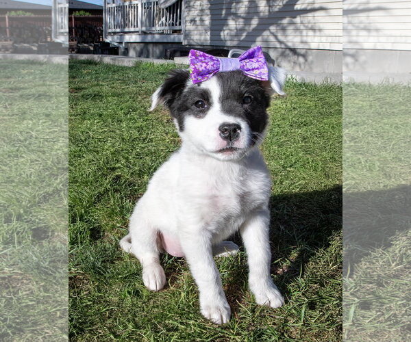 Medium Photo #2 Borador Puppy For Sale in Sandy, UT, USA