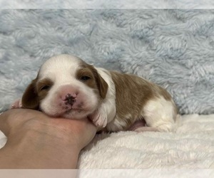 Cavapoo Puppy for sale in CAMPBELLSVILLE, KY, USA