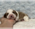 Image preview for Ad Listing. Nickname: Charlie